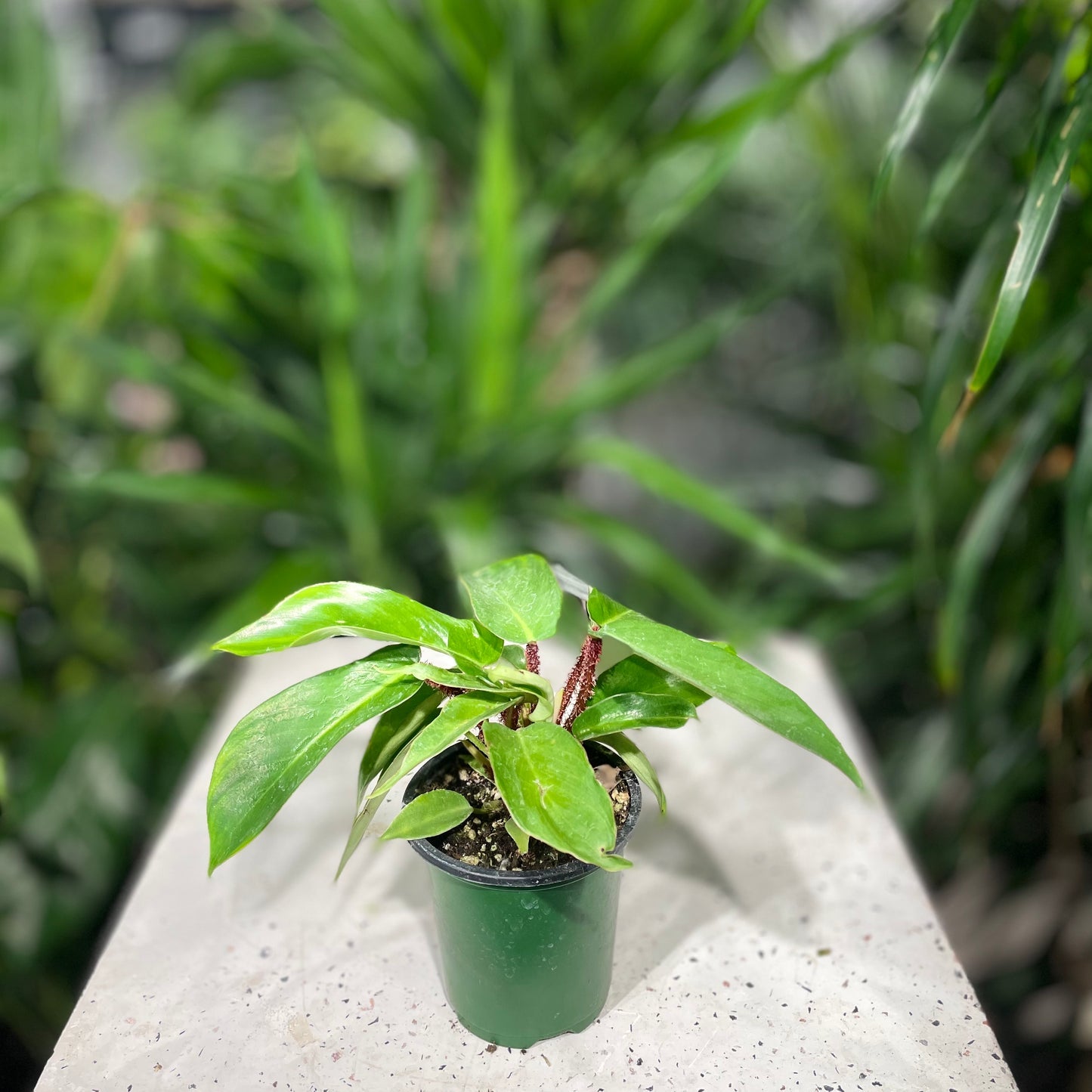 Philodendron Squamiferum